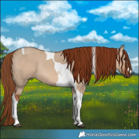 Horse Color:Red Dun Tobiano Rabicano