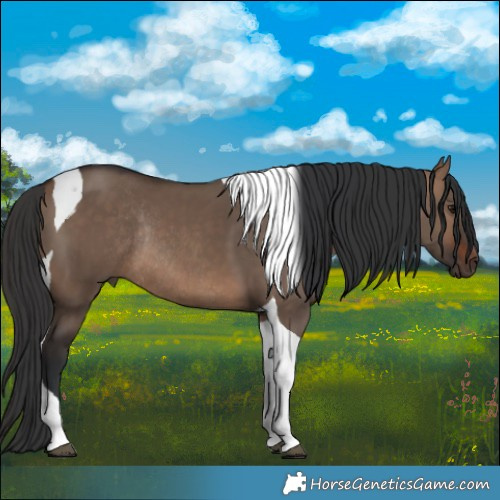 Horse Color:Brown Dun Tobiano Rabicano
