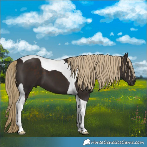 Horse Color:Liver Chestnut Tobiano 