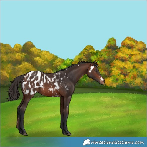 Horse Color:White Spotted Brown Appaloosa 