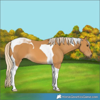 Horse Color:Palomino Tobiano 