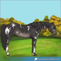 Horse Color:White Spotted Smoky Black 
