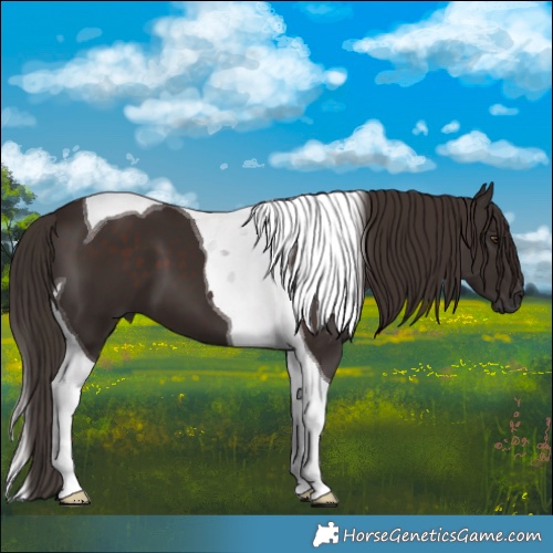 Horse Color:Liver Chestnut Tobiano 