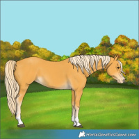 Horse Color:Palomino Varnish 