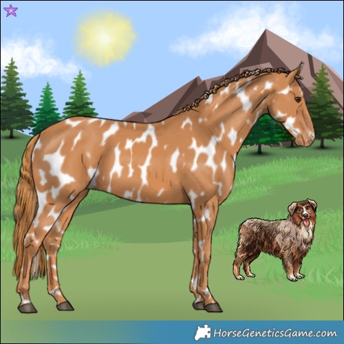 Horse Color:Chestnut Appaloosa 