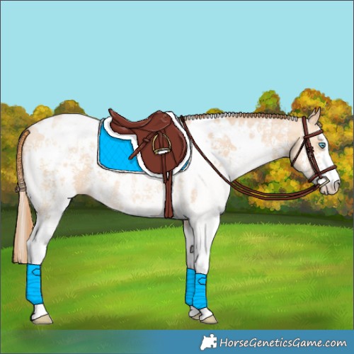 Horse Color:White Spotted Buckskin Pearl Sabino Appaloosa 