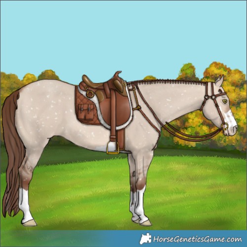 Horse Color:Amber Champagne Dun Appaloosa 