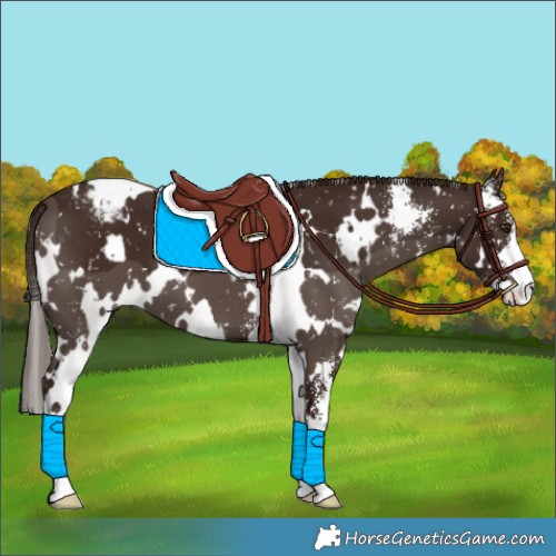 Horse Color:White Spotted Liver Chestnut Sabino Appaloosa 