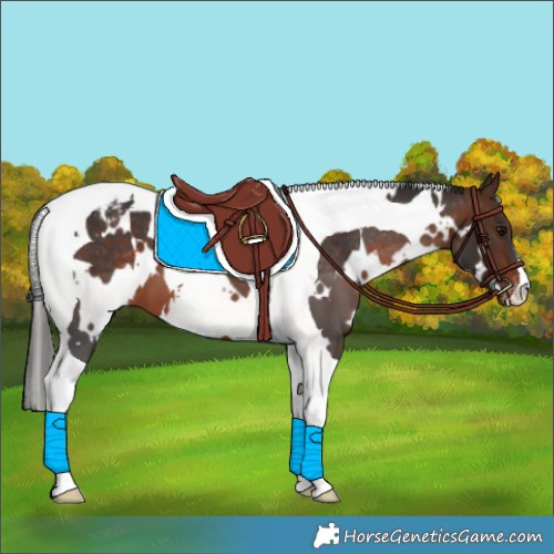 Horse Color:White Spotted Brown Tobiano Varnish