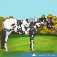 Horse Color:White Spotted Liver Chestnut Snowcap 