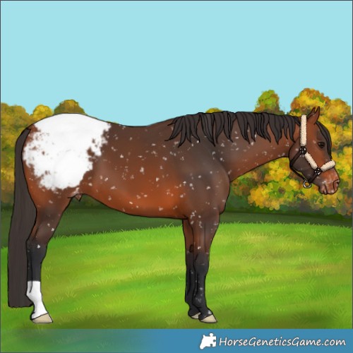 Horse Color:Bay Appaloosa 