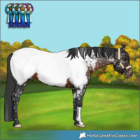 Horse Color:Brown Appaloosa