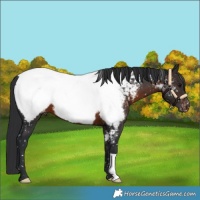 Horse Color:Brown Appaloosa 
