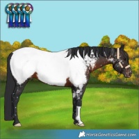 Horse Color:Brown Appaloosa