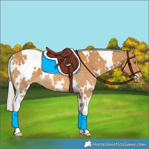 Horse Color:White Spotted Palomino Appaloosa 