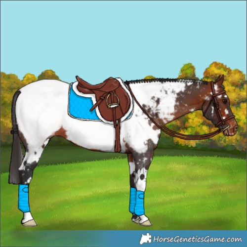 Horse Color:White Spotted Bay Appaloosa 