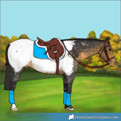 Horse Color:Buckskin Appaloosa 