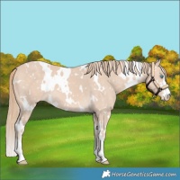 Horse Color:White Spotted Perlino Snowflake Varnish
