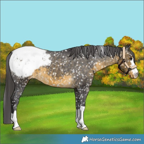 Horse Color:Buckskin Snowcap 