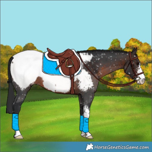 Horse Color:Brown Sabino Appaloosa 