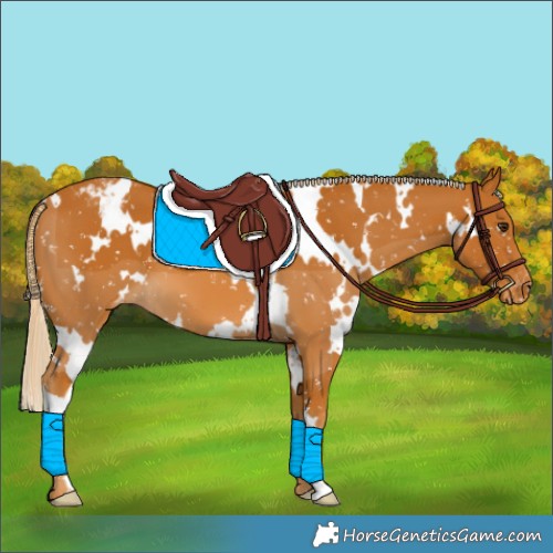 Horse Color:White Spotted Palomino Appaloosa 