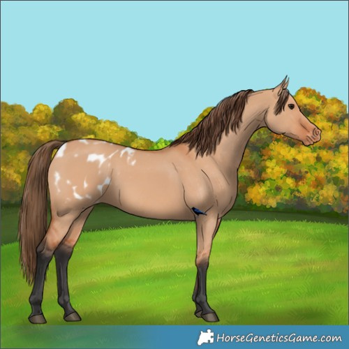 Horse Color:Unknown 