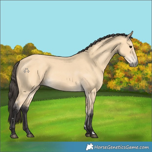 Horse Color:Buckskin 
