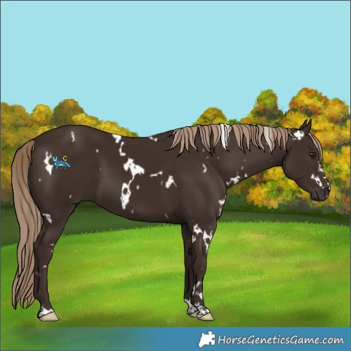 Horse Color:White Spotted Liver Chestnut 