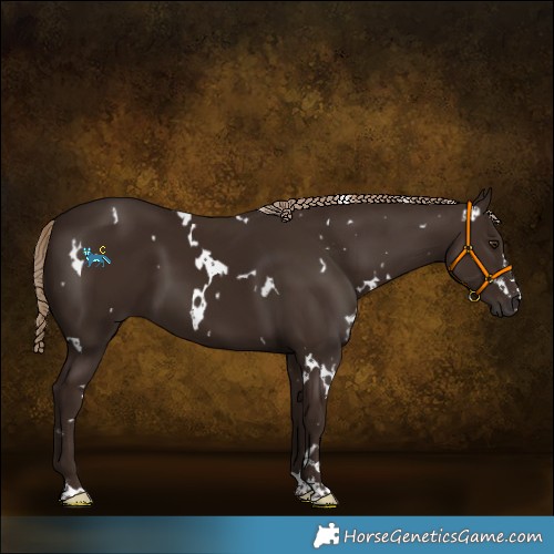 Horse Color:White Spotted Liver Chestnut 