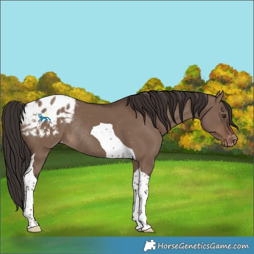 Horse Color:Liver Red Dun Tobiano Appaloosa Rabicano 