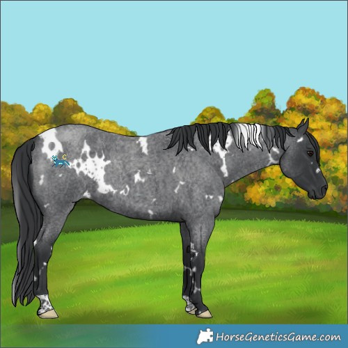 Horse Color:White Spotted Blue Roan 