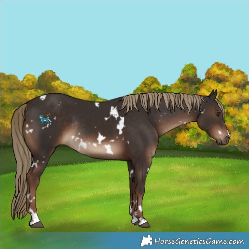 Horse Color:White Spotted Liver Chestnut Rabicano 