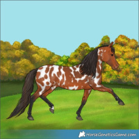 Horse Color:Bay Appaloosa 