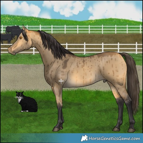Horse Color:Pseudo Buckskin Dun Brindle 