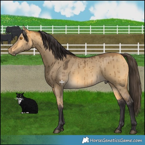 Horse Color:Pseudo Buckskin Dun Brindle 