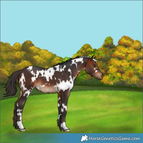 Horse Color:White Spotted Bay 