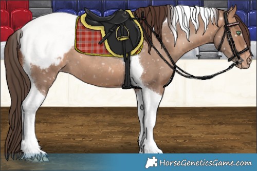 Horse Color:Sable Champagne Tobiano Appaloosa 