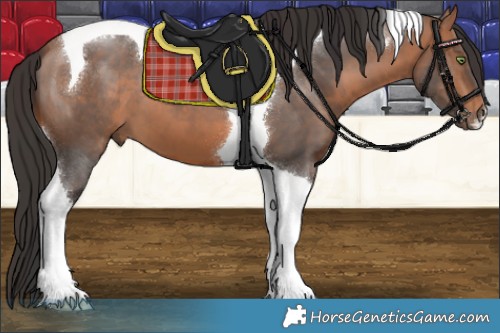 Horse Color:Bay Tobiano 