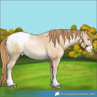 Horse Color:Buckskin Pearl Snowcap