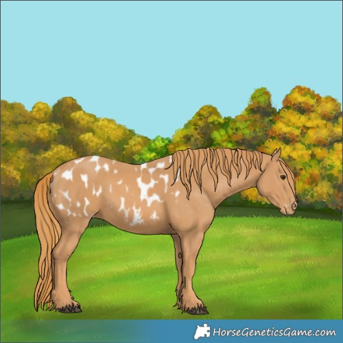 Horse Color:Chestnut Appaloosa 