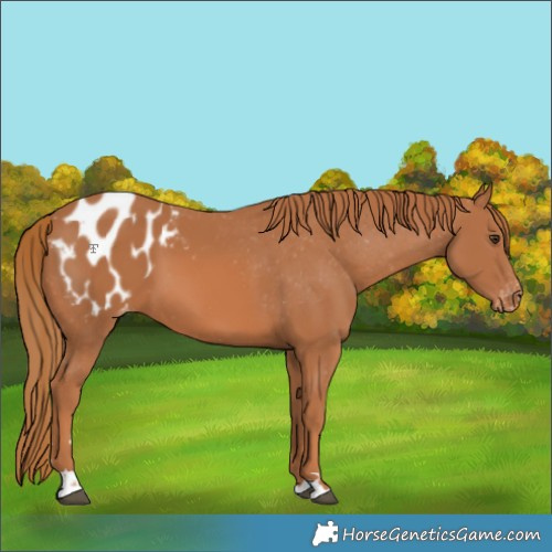 Horse Color:Chestnut Appaloosa 