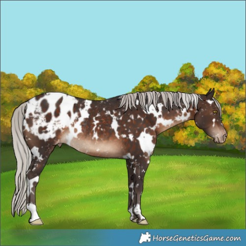 Horse Color:White Spotted Silver Brown Appaloosa Rabicano
