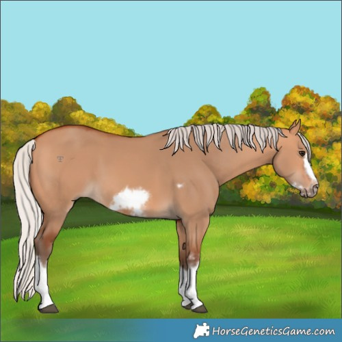 Horse Color:Silver Bay Dun Sabino Tobiano Frame Rabicano 
