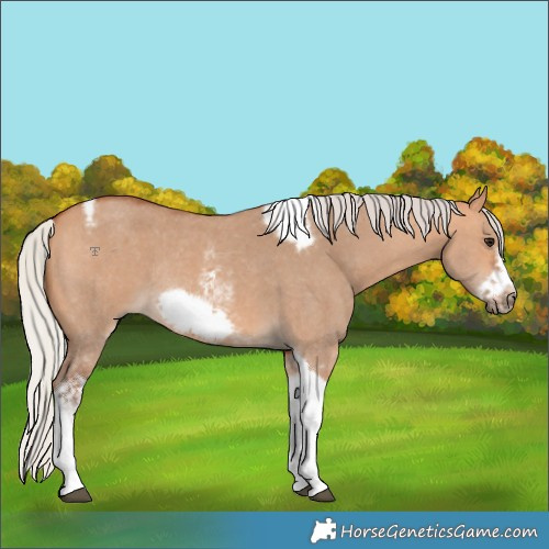 Horse Color:Silver Bay Dun Sabino Tobiano Frame Rabicano 