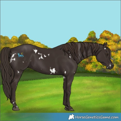 Horse Color:White Spotted Liver Chestnut 