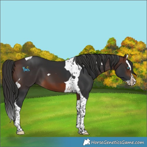 Horse Color:Brown Splash Tobiano 