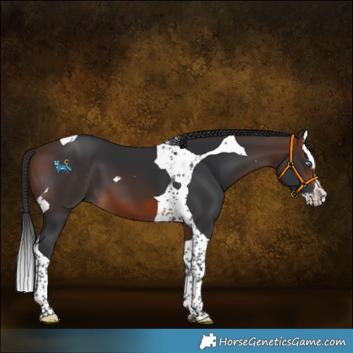 Horse Color:Brown Splash Tobiano 