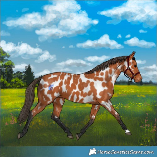 Horse Color:Bay Near Leopard