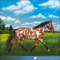 Horse Color:Bay Appaloosa 