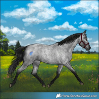 Horse Color:Gray Blue Roan 